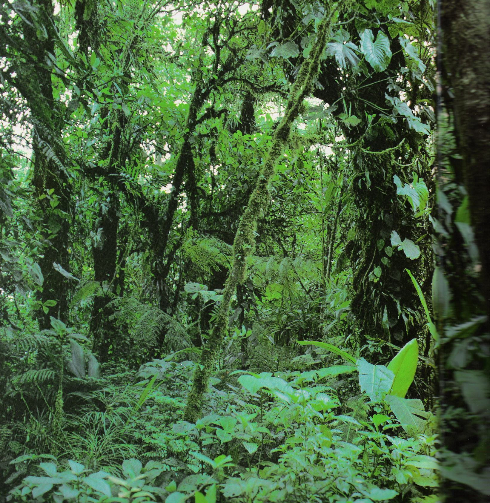 Dažďový prales 1